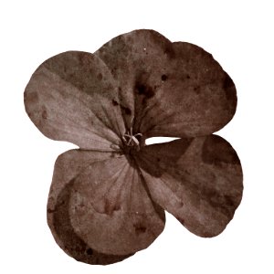 Flower of geranium with effect