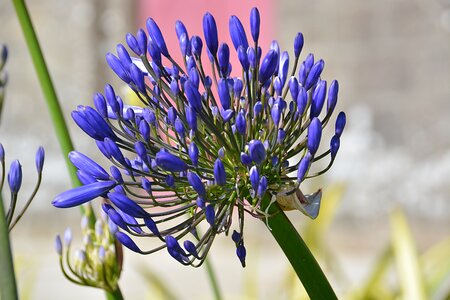 Flower flora flowering photo