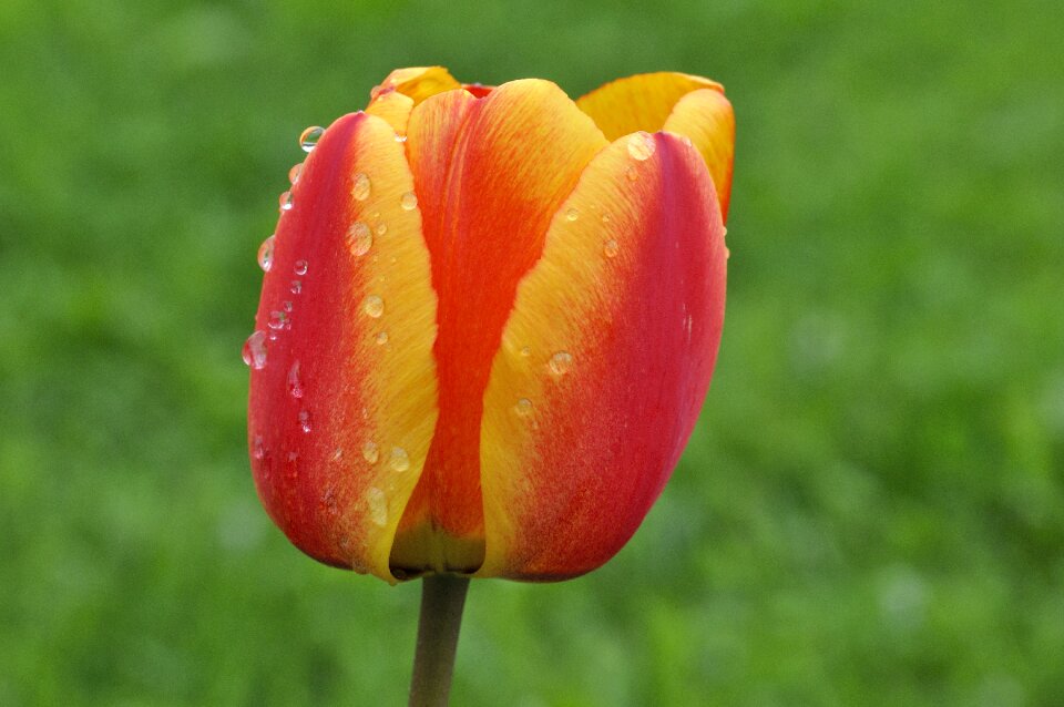 Bloom red yellow wet
