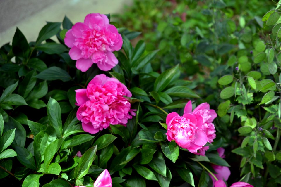 peony