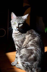 Kitten tomcat gray cat photo