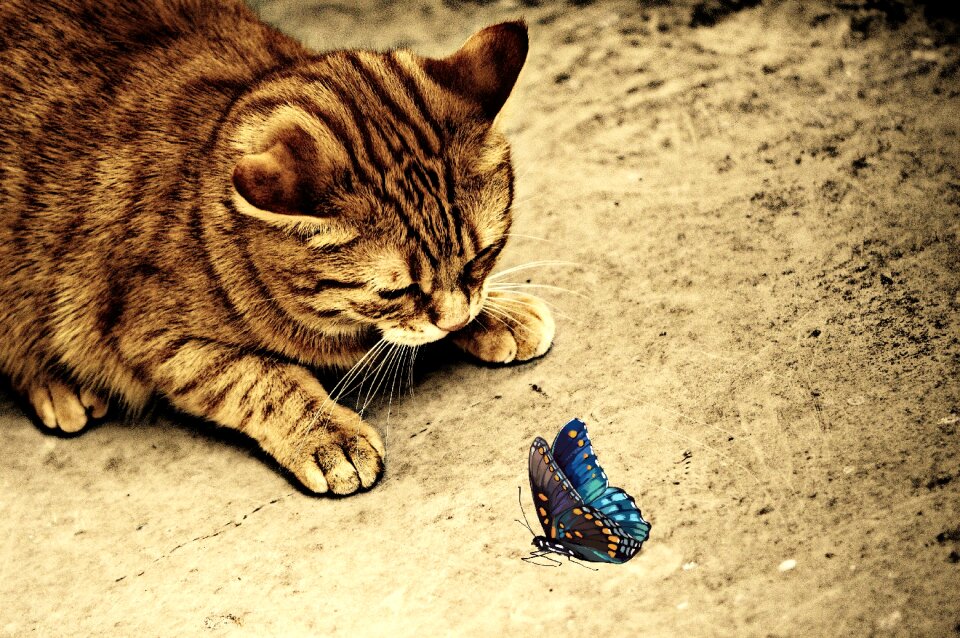 Mackerel tiger sweet