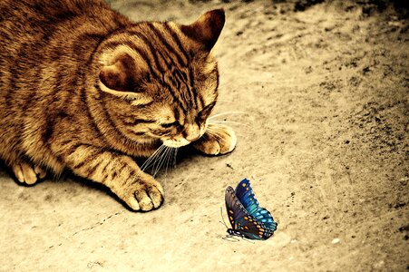 Mackerel tiger sweet