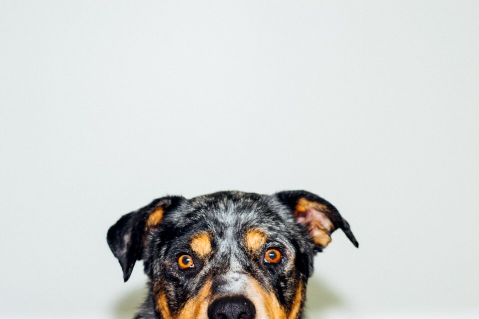 Canine white portrait