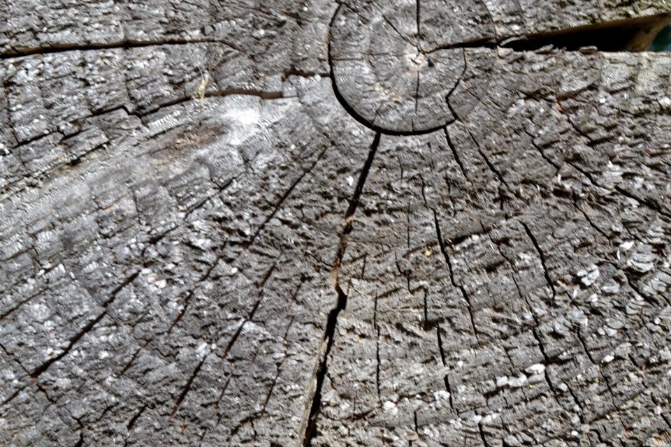 wood
