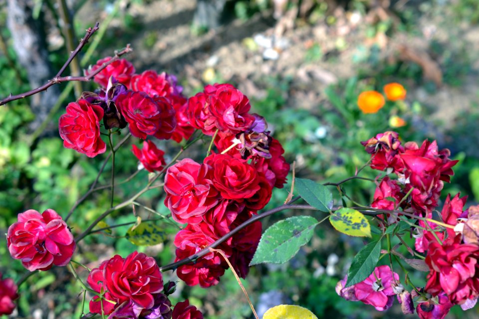 Rose