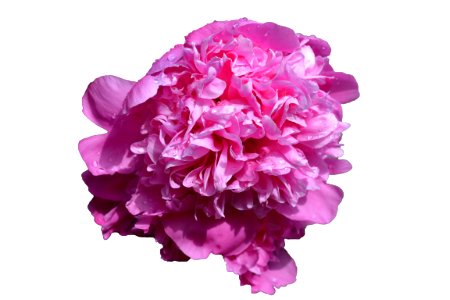 Isolated flower