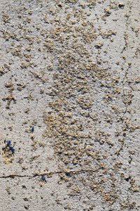 texture of cement