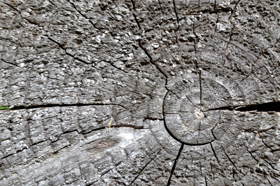 wood