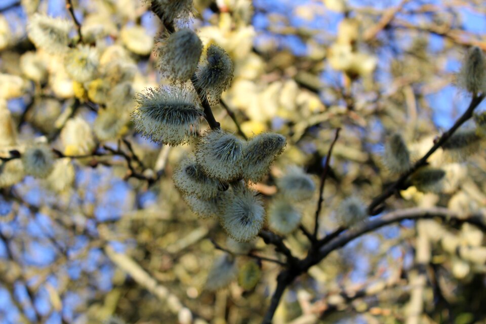 Tree branch pasture