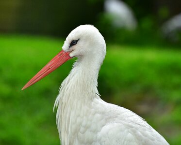 Animal rattle stork meadow photo