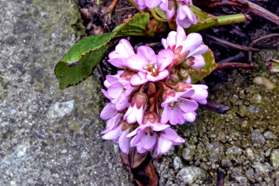 spring