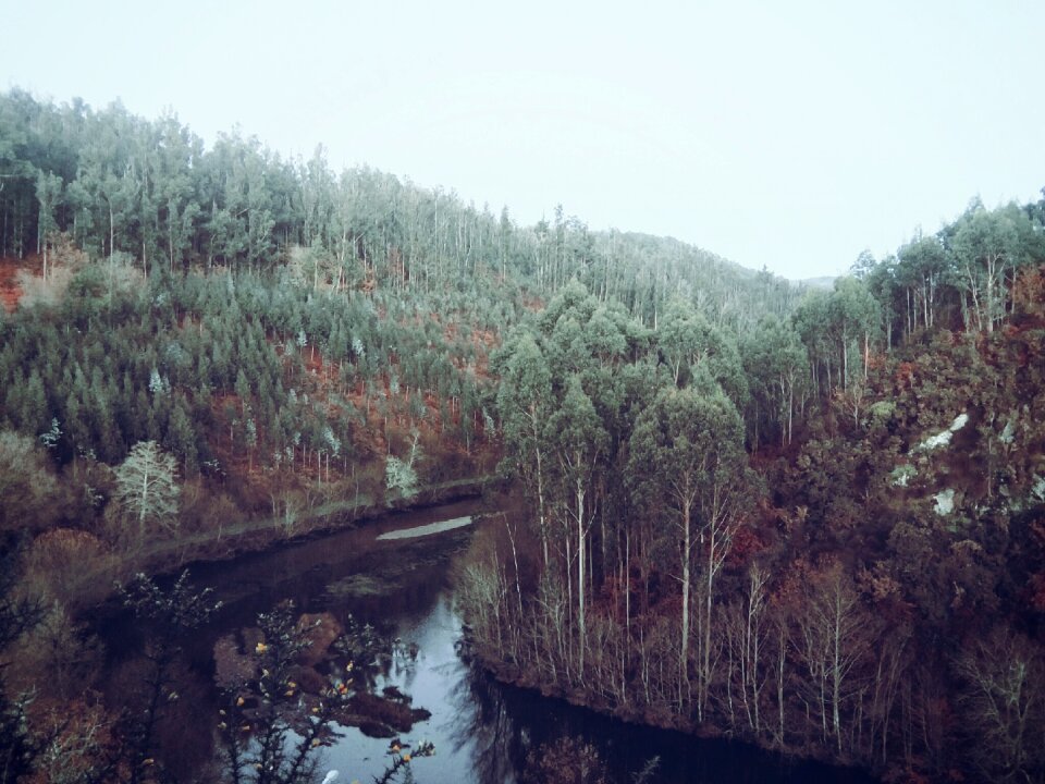 Trees forest woods photo