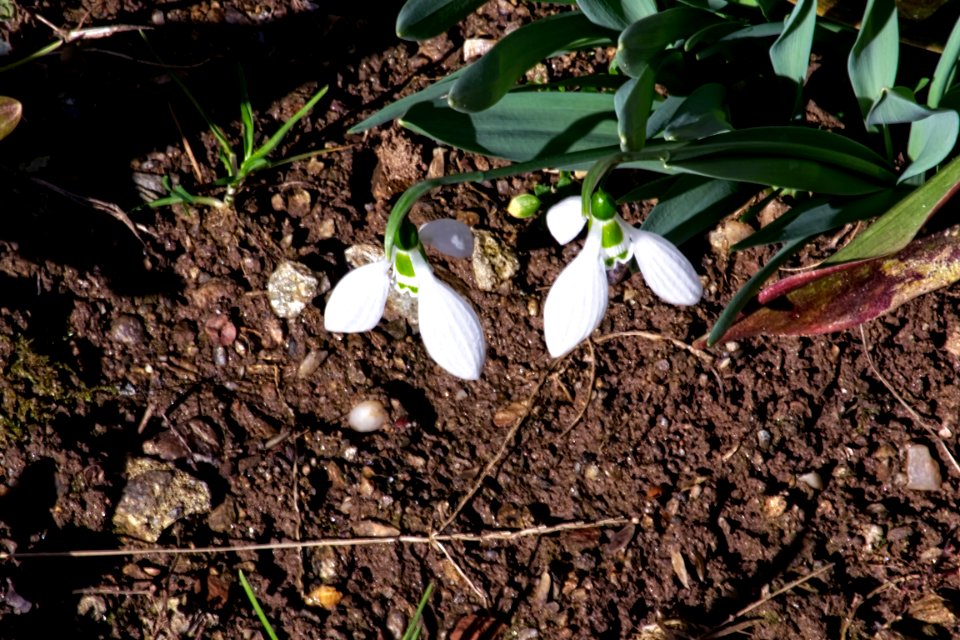 snowdrops