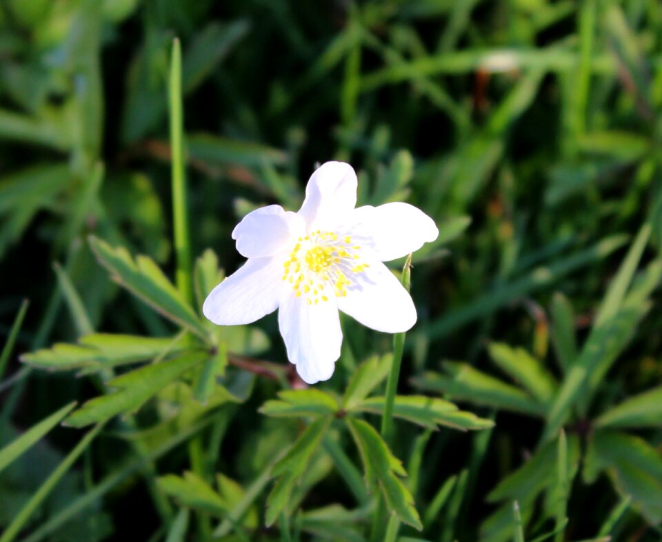 Spring garden flower