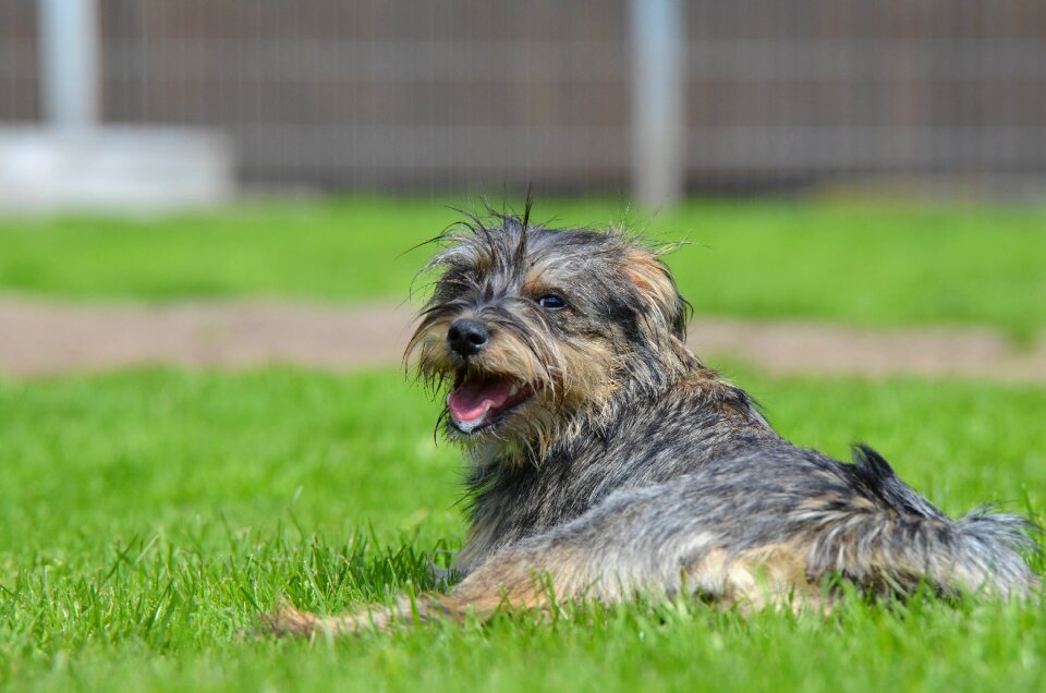 Young dog puppy small dog