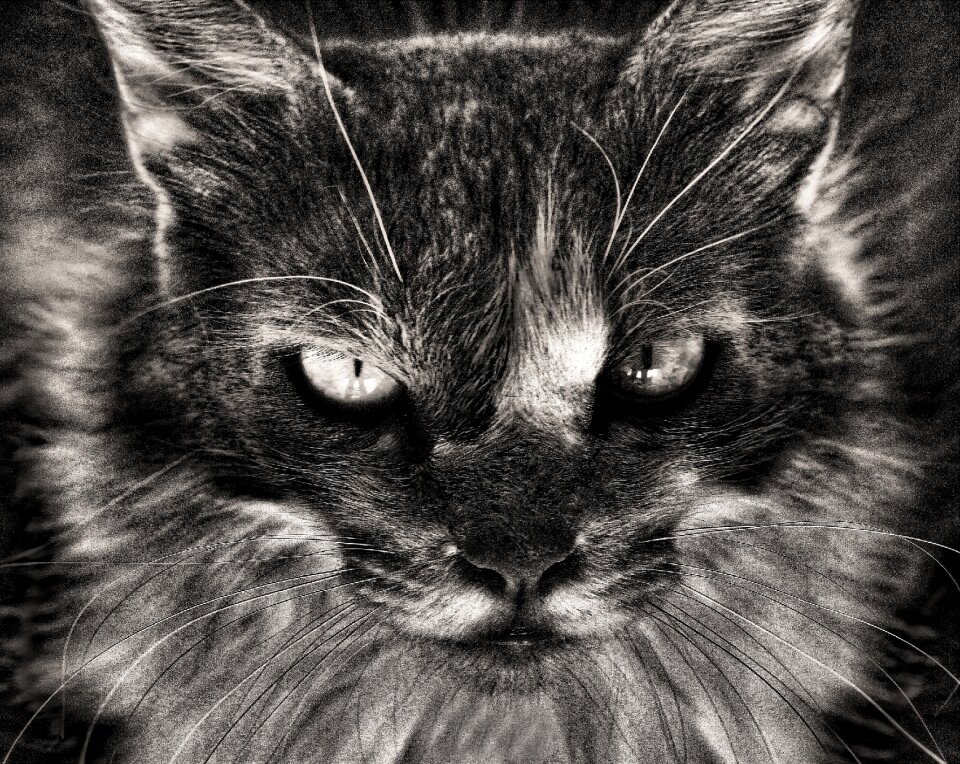 Feline animal portrait black white