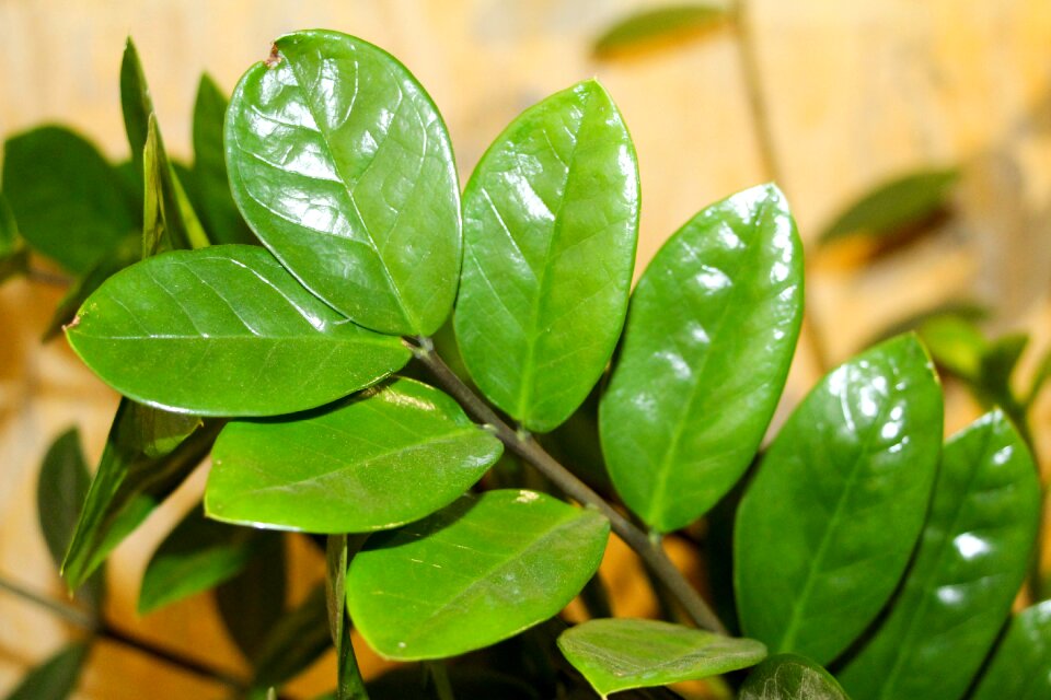Zamioculcas houseplant green plant