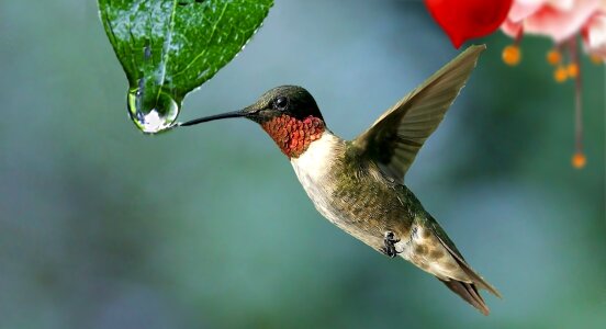 Beija flor colibri nature