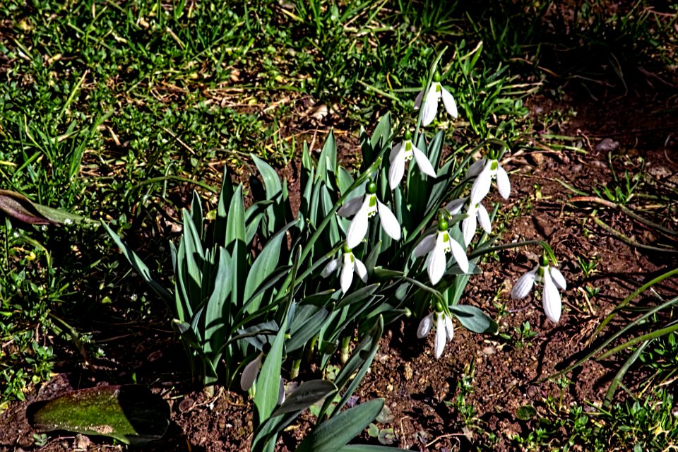 snowdrops