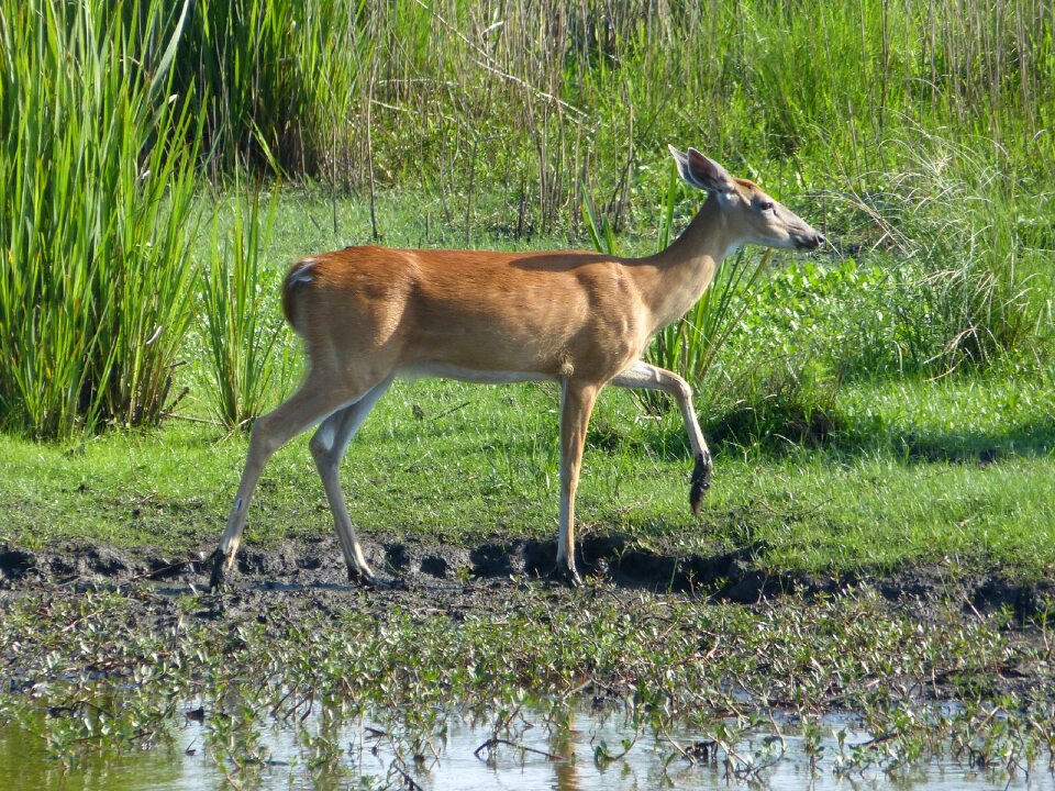 Wildlife nature ears photo