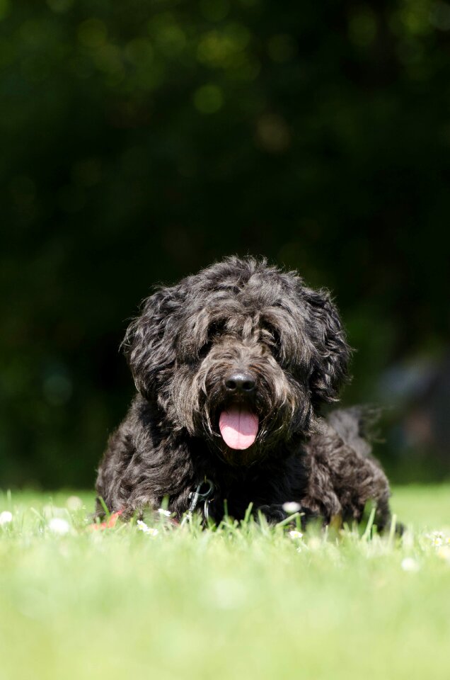 Dog pet dog on meadow