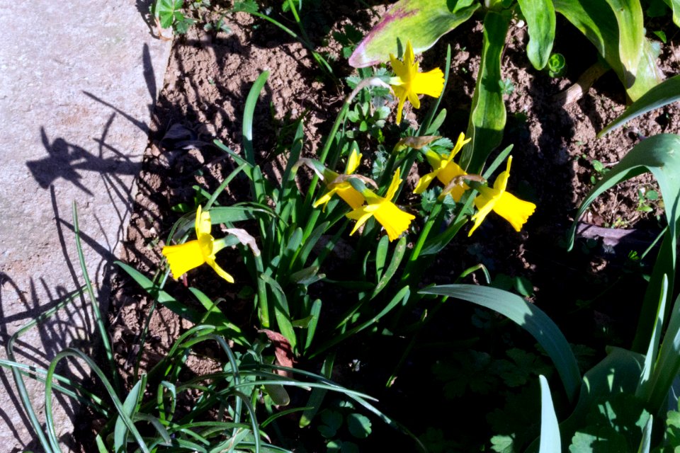 daffodils