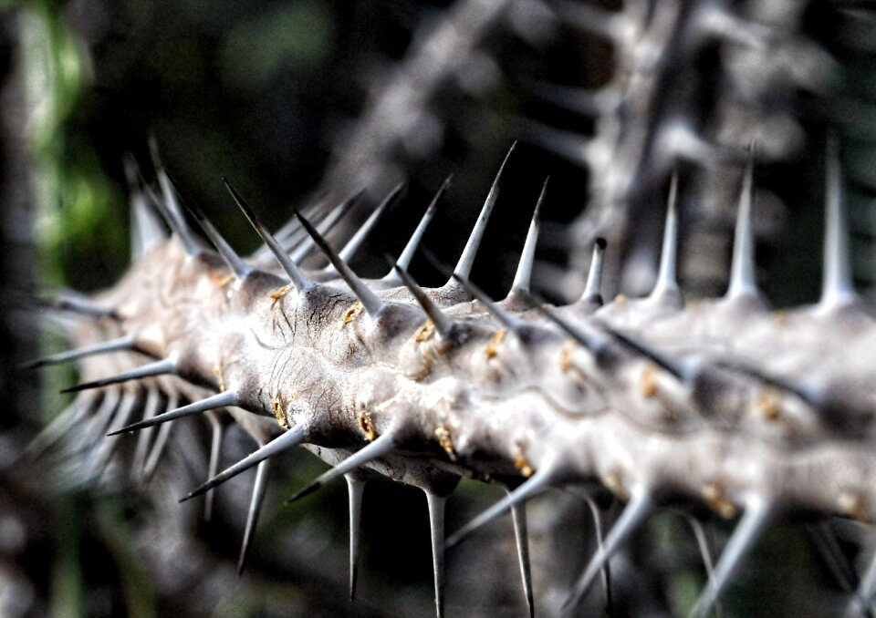 Plant branch thorny