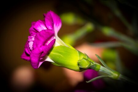 Dianthus flower purple