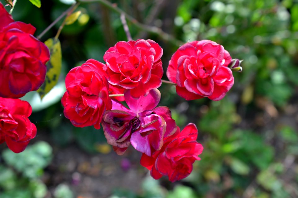 roses