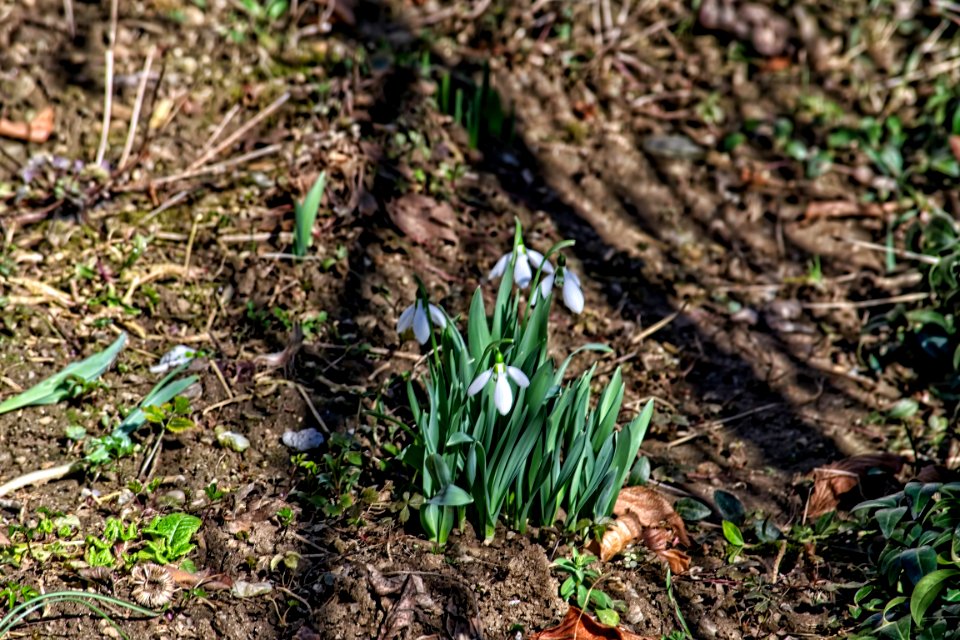 snowdrops