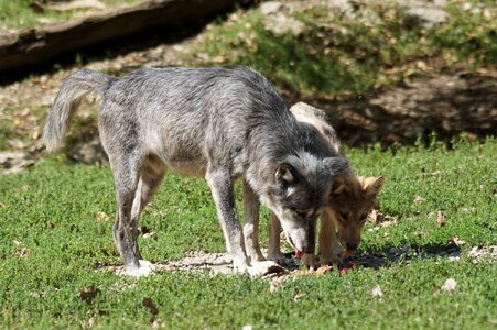 Predator alpha wolf puppy