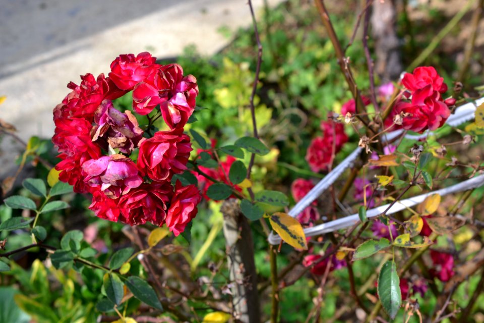 Rose