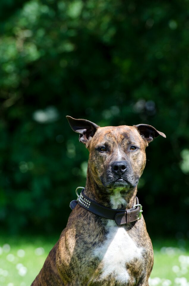 Pit bull portrait amstaff
