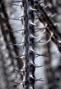 Plant branch thorny
