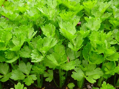 Celery green vegetable