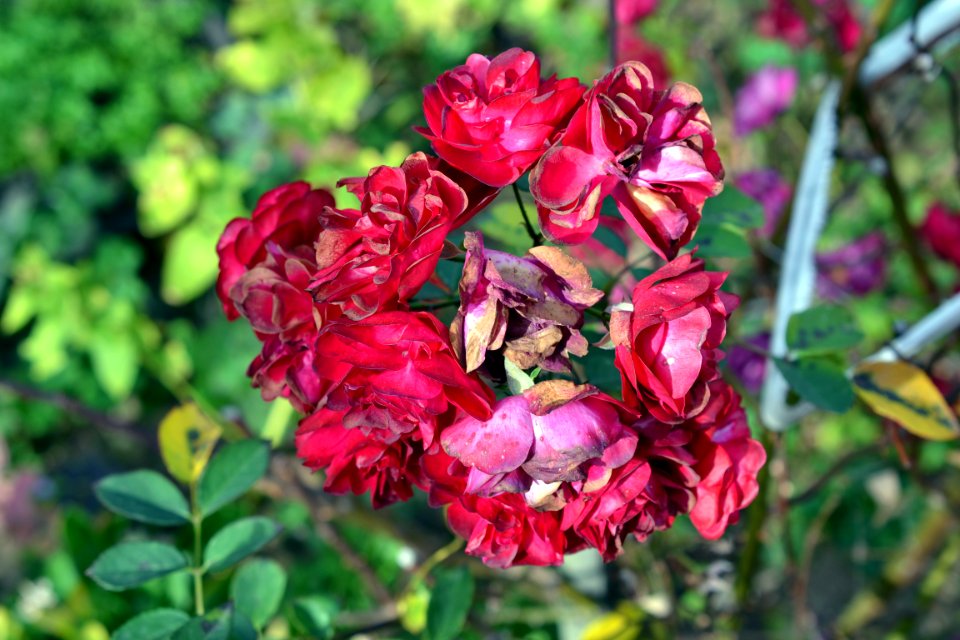 Rose