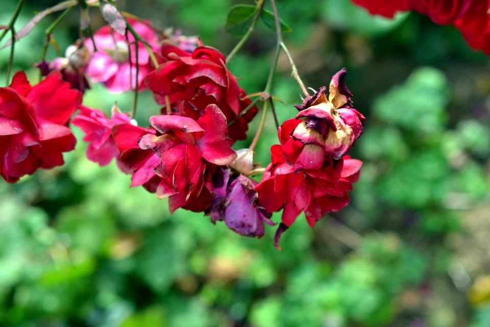 roses