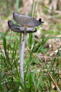 Grey close up mushroom base