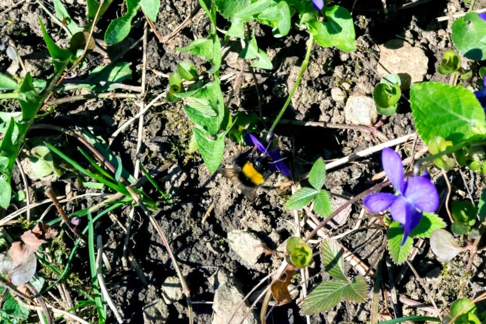 spring
