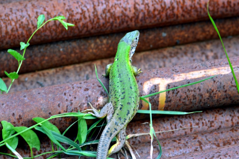 lizard