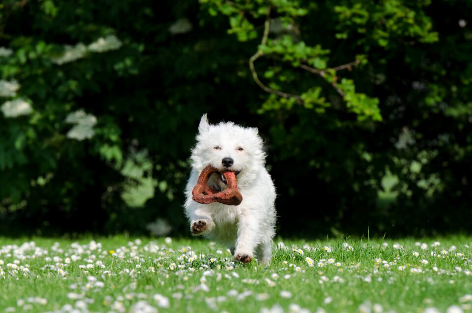 Playful funny attention