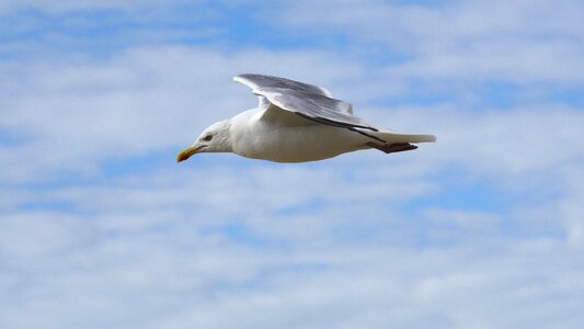 Gull free flying photo