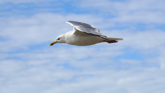 Gull free flying