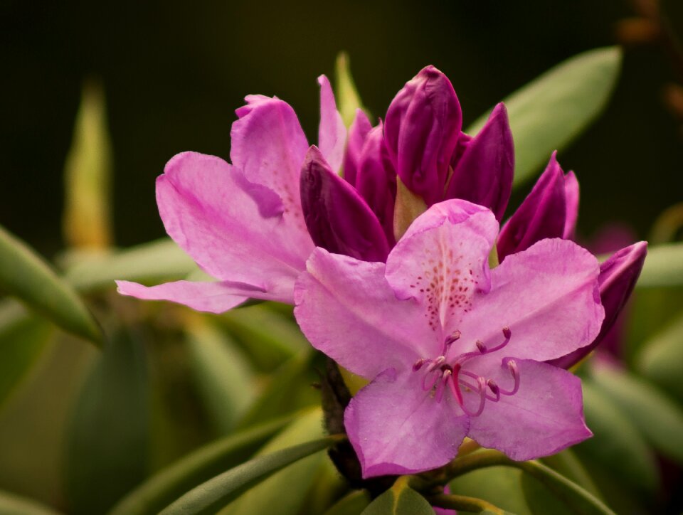 Flowers spring bud