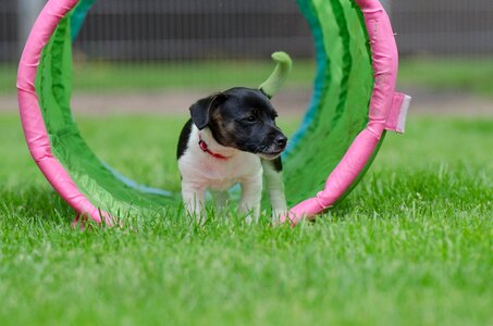 Small dog sweet dear