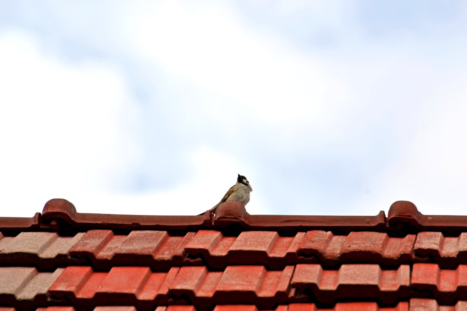 sparrow