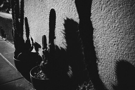 Cactus plant silhouette photo