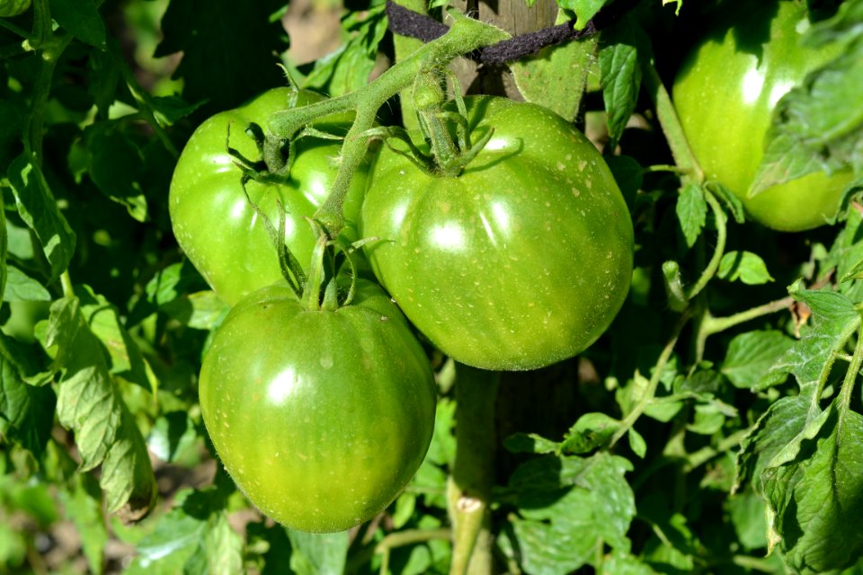 green tomatoes
