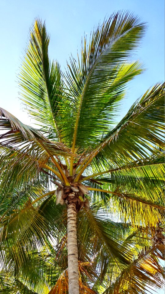 Palme palm coconuts